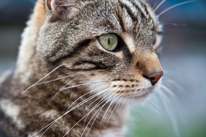 Cat Animal Portrait Hair · Free photo on Pixabay Cat Animal Portrait Hair · Free photo on Pixabay
