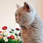Free Images : kitten, gifts, whiskers, grey, vertebrate, lilac, british ...
