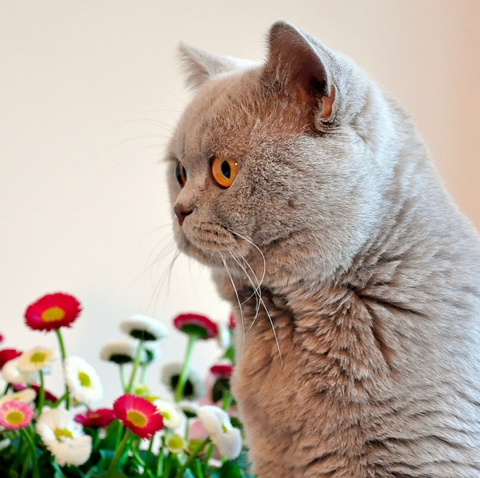 Free Images : kitten, gifts, whiskers, grey, vertebrate, lilac, british ...